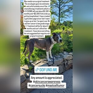 Every Dime Will Go Towards My Dogs Chemotherapy